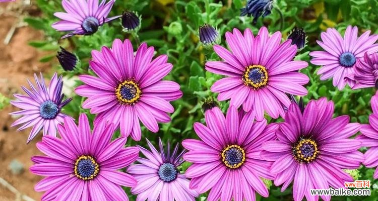 解读粉色花朵的隐含寓意与美好祝福 粉色花语的意义与象征