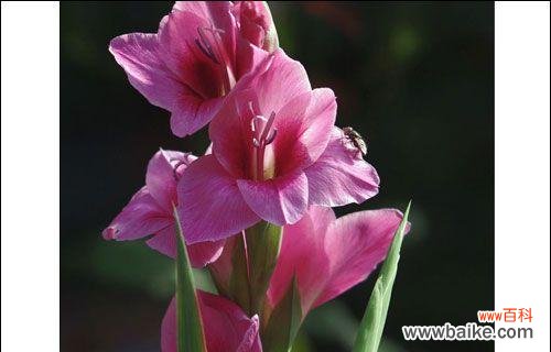 探索粉色剑兰的花语与寓意 粉色剑兰