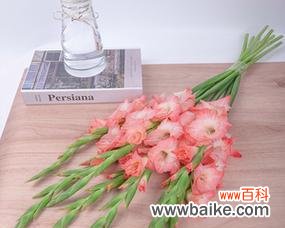 探索粉色剑兰的花语与寓意 粉色剑兰