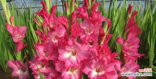 探索粉色剑兰的花语与寓意 粉色剑兰