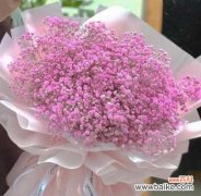 探寻粉色满天星所代表的美好 粉色满天星的花语与寓意