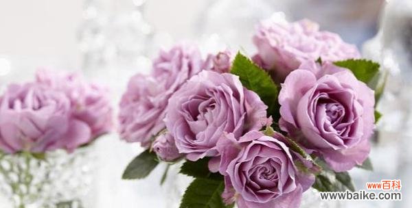 探寻粉色玫瑰花背后的情感世界 粉色玫瑰花的花语