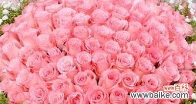 探寻粉色玫瑰花背后的情感世界 粉色玫瑰花的花语