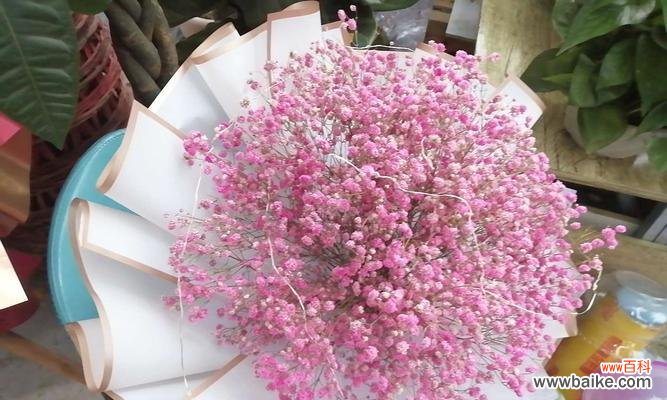 探索粉色满天星花的花语及其意义 粉色满天星花语与寓意