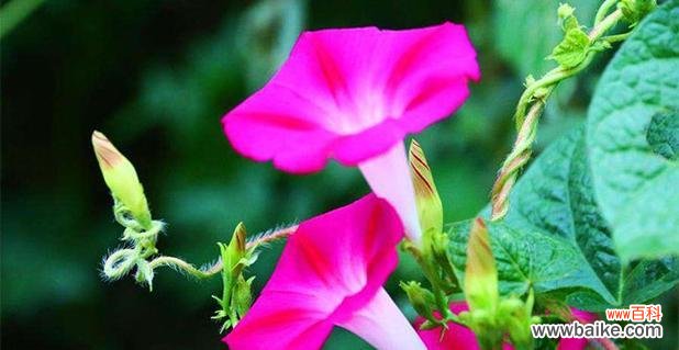 纯洁 ——以铁十字花的花语为主题的文章