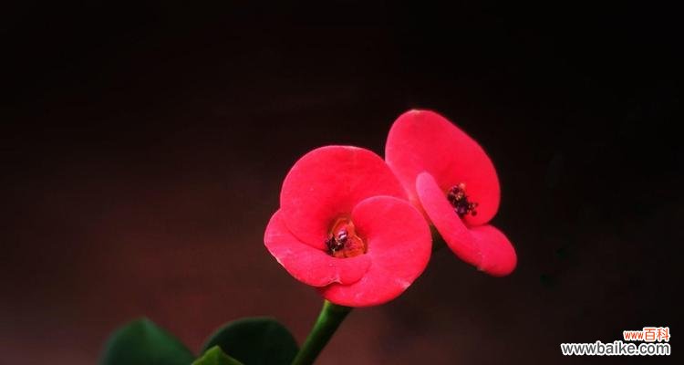 玫瑰花语中的倔强品质与坚持 探秘倔强的玫瑰花语