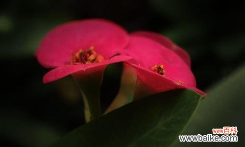 玫瑰花语中的倔强品质与坚持 探秘倔强的玫瑰花语