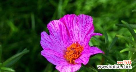 以花开花落 以玫瑰花的花语为主题的绝交故事