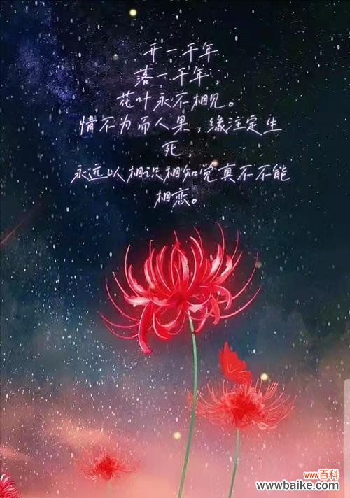 坚强与希望之花百合的花语 以百合花为主题的文章