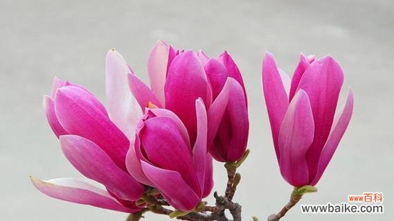 百合花的花语与金榜题名的象征意义 金榜题名——以百合花的花语为主题的文章