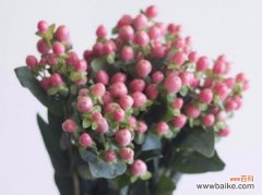 百合花的花语与金榜题名的象征意义 金榜题名——以百合花的花语为主题的文章