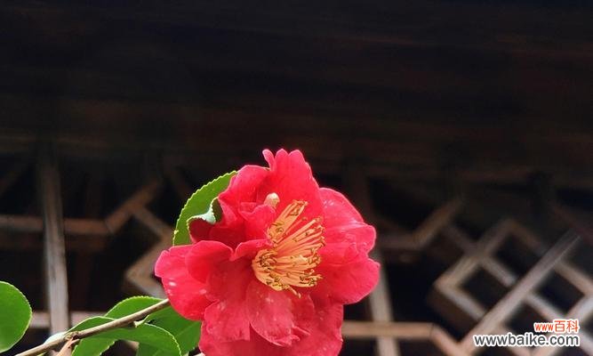 以向日葵的花语传递快乐与希望 用可爱的花语表达纯真与喜悦