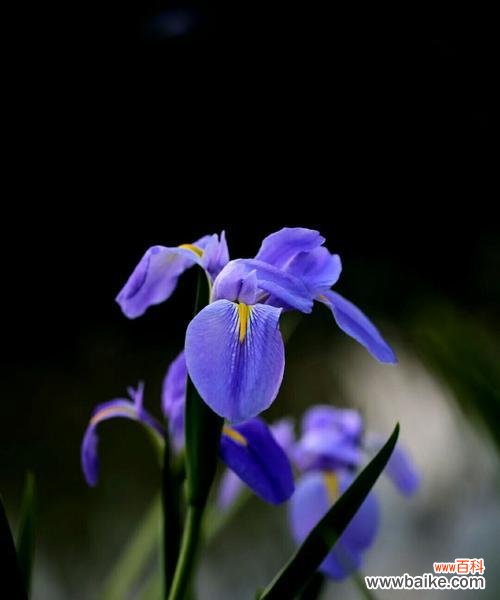 失去希望的爱情 绝望的爱