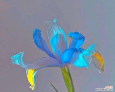 失去希望的爱情 绝望的爱