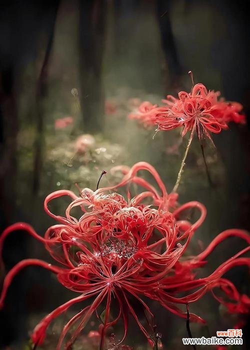 失去希望的爱情 绝望的爱