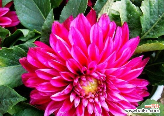 向日葵花语的深刻意义及表达方式 开心花语——以向日葵为主题的花语