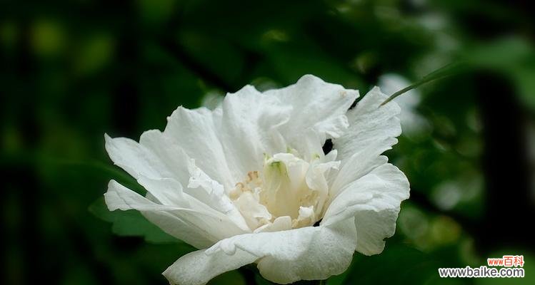 向日葵花语的深刻意义及表达方式 开心花语——以向日葵为主题的花语
