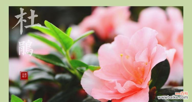 向日葵花语的深刻意义及表达方式 开心花语——以向日葵为主题的花语