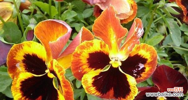 以阳光般的快乐 以向日葵的花语为主题的文章