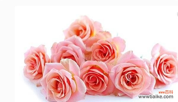 用粉色玫瑰传递爱情和友谊的美好 粉色玫瑰花语之浪漫与温柔