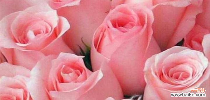 用粉色玫瑰传递爱情和友谊的美好 粉色玫瑰花语之浪漫与温柔