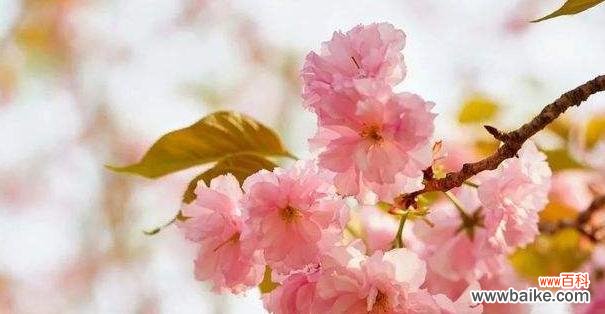 浪漫 粉色樱花的花语及象征意义