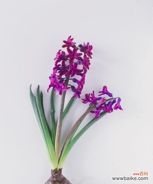 探寻风信子的吉祥之道与摆放禁忌 风信子的风水寓意与摆放位置