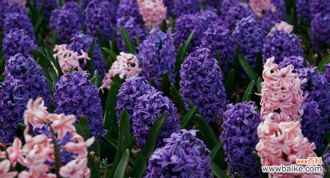 透过花语解读风信子的情感之美 风信子——花语中的温馨与守候