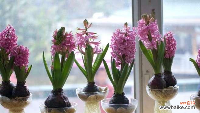 透过花语解读风信子的情感之美 风信子——花语中的温馨与守候