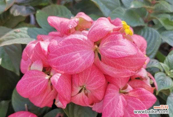 传递爱与美的秘密 以粉纸扇的花语与象征