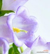 风铃子的美丽与象征意义 风铃子花语与代表意义
