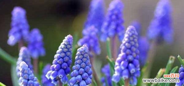 风信子 风信子的花语和寓意