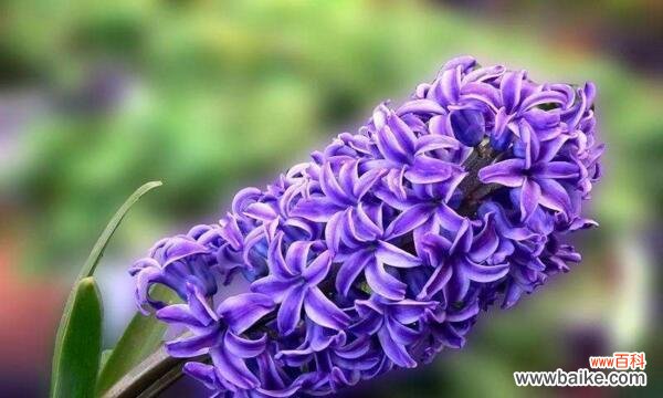 风信子 风信子的花语和寓意