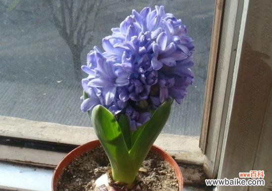 揭开风信子盛开时的象征之谜 风信子开花的预示与意义