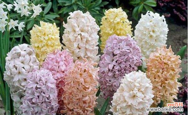 传递爱的风信子花语 风信子的花语——爱的永恒与温暖