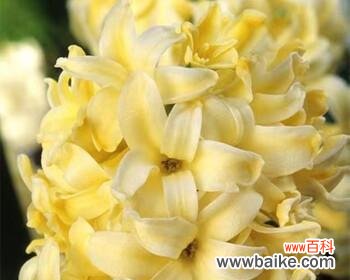 探索风信子花在文化中的角色与象征 风信子花的象征意义与寓意