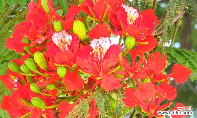 白色玫瑰传递离别之情的花朵 离别之花