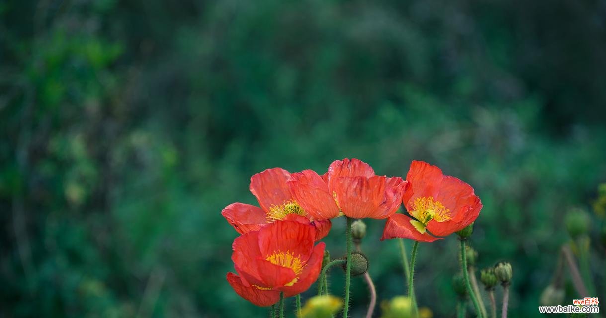 白色玫瑰传递离别之情的花朵 离别之花