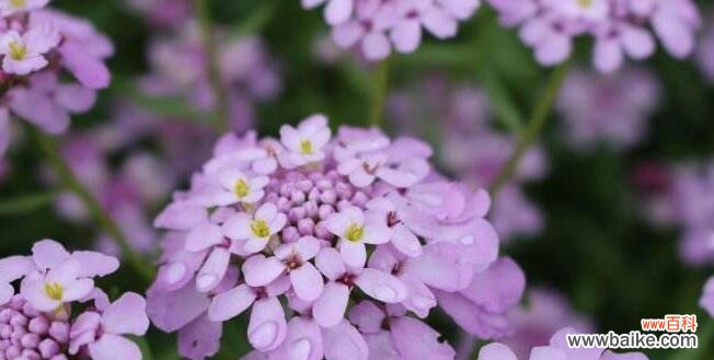 莲花的花语与轮回之间的奇妙联结 轮回的花语——以莲花为主题的文章