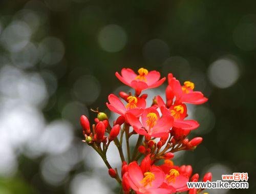 莲花的花语与轮回之间的奇妙联结 轮回的花语——以莲花为主题的文章