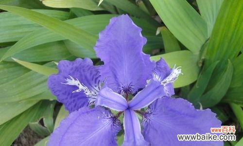 用花语表达内心的歉意和愧疚之情 愧疚之花——以紫罗兰为主题的花语