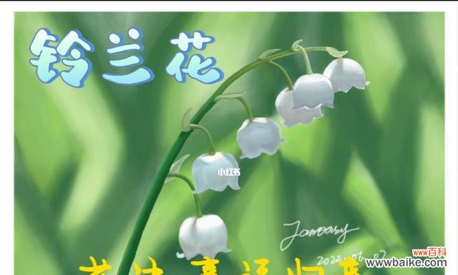 以百合花为主题的冷漠无情的花语 冷漠无情的花语——百合花