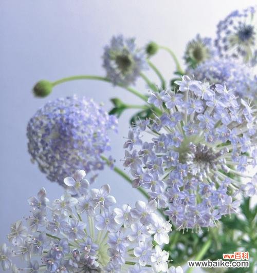 以百合花为主题的冷漠无情的花语 冷漠无情的花语——百合花