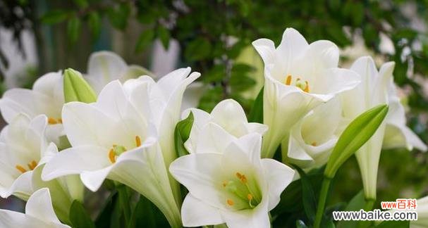 阳光向日葵散播希望的力量 乐观花语