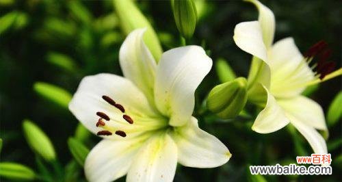 阳光向日葵散播希望的力量 乐观花语