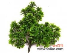 探索柏树寓意的美妙世界 柏树的寓意与启示