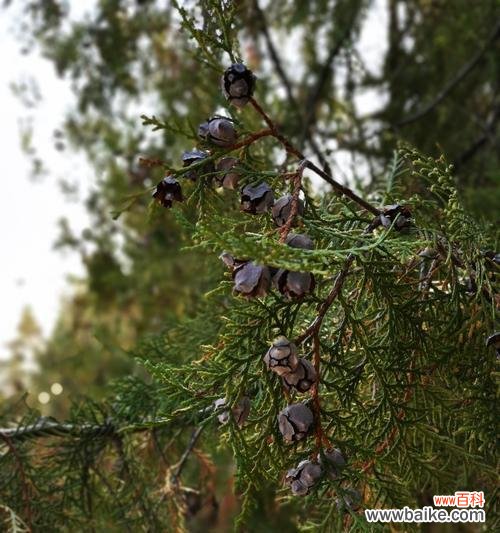 探索柏树寓意的美妙世界 柏树的寓意与启示