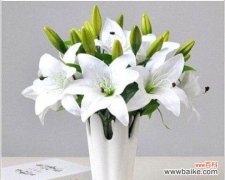 纯洁 百合花语——爱情的象征