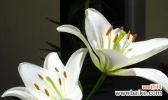 探寻百合花所代表的情感和寓意 百合花的花语与意义