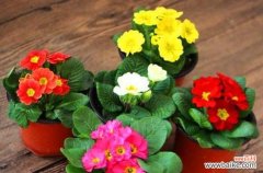 传承千年的美丽与神奇 报春花的花语和传说